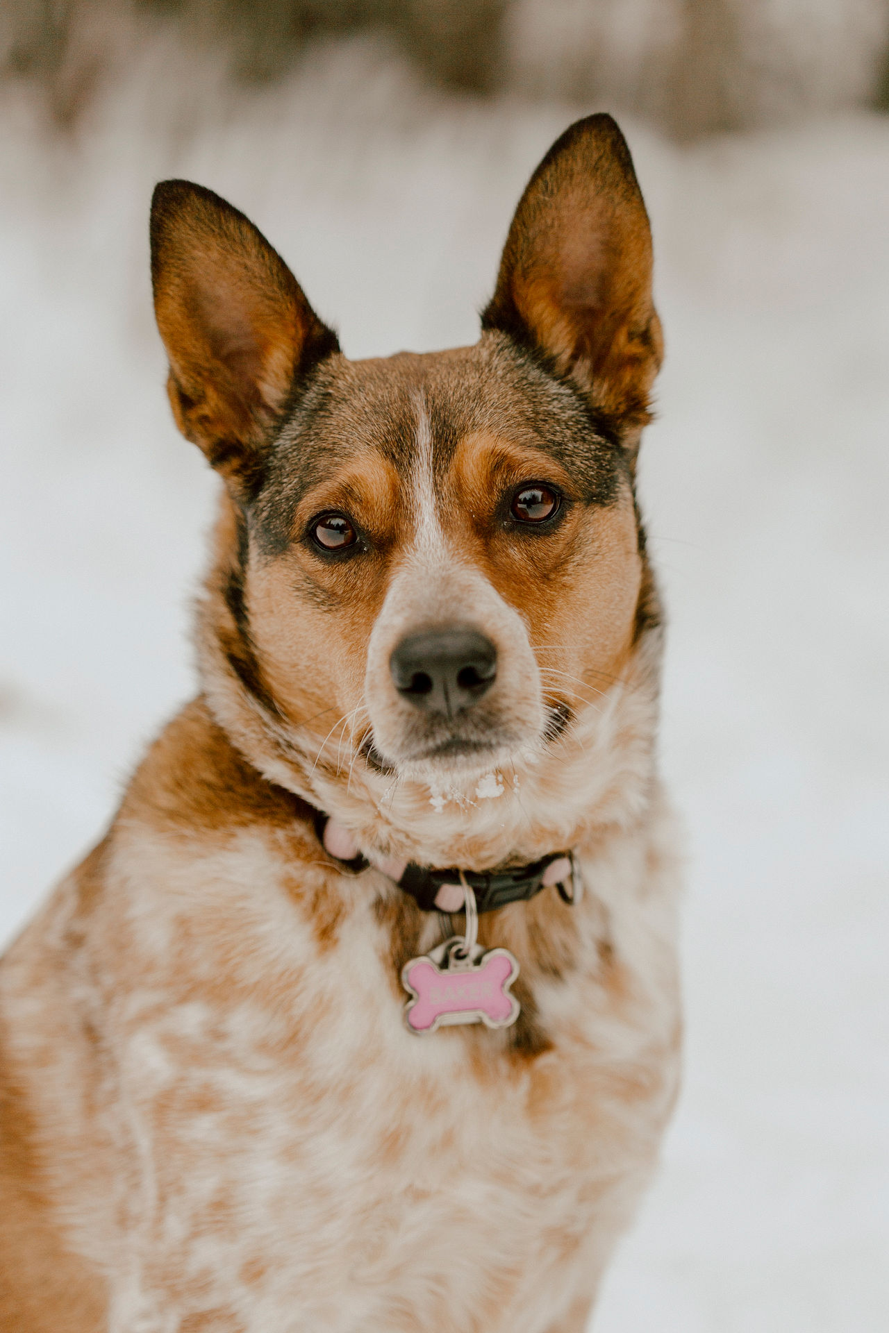 A red heeler dog looks into the camera, photographed close up and surrounded by snow